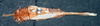 CollectionObject 1532618; 401820c1-c3bd-409e-a4f1-7ad99f4a4a65: female, dorsal view (holotype). (CollectionObject).