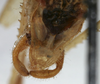 CollectionObject 1476060; 24d09a36-2f7f-45f2-861e-b040af05ccfa: male cerci (holotype). (CollectionObject).