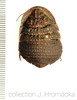 Euzosteria subverrucosa (White, 1841): (Otu).