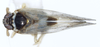 Habitus, dorsal view: !! display not done !! on Chionomus puella (Van Duzee, 1897): (Observation).