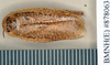 Epilampra conferta Walker, 1868: Holotype, unsexed, dorsal. BMNH(E)#878063. (Otu).