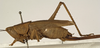 Bucrates capitatus (De Geer, 1773): female, lateral view (possibly a type). (Otu).