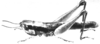 Eumastusia koebelei koebelei (Rehn, 1909): Plate II E. female, habitus. (Otu).