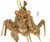 CollectionObject 1521869; OUM 686, f4621b79-b2c1-473a-a870-b1f76cd2582f: female, frontal view (holotype). (CollectionObject).