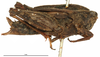 female, lateral view (syntype of Nomotettix arcticus). Depicts CollectionObject 1580785; f62e2c2b-29a5-4a30-8cb0-e16ea95a6669, a CollectionObject.