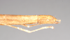 CollectionObject 1560022; NHMUK(SF IMPORT DUPLICATE) 8447890, 24e86c4f-870d-4516-96dc-84b2c0aa334e: copyright Natural History Museum, London. female: end of abdomen, lateral view of Necroscia haanii (lectotype). (CollectionObject).