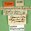 CollectionObject 1500371; 237b4136-0f41-45ee-86bd-ddf7d24bfce2: labels (syntype). (CollectionObject).