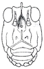 Hebardidora harroweri (Hebard, 1924): Pl. VI, Fig. 3 (after type). female face. (Otu).