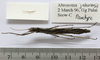CollectionObject 1563743; 31a0be53-a6f5-4591-af23-2581e7627750: copyright FRIM. female, ventral view (paratype). (CollectionObject).;CollectionObject 1563744; 9d17e985-3744-4757-8071-626e03c20c7a: copyright FRIM. female, ventral view (paratype). (CollectionObject).