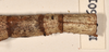 CollectionObject 1557408; 740e7e02-4a02-45f8-9962-45933d7ce492: copyright OUMNH. female: end of abdomen, dorsal view (holotype). (CollectionObject).