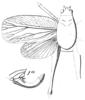 Pomatonota dregii Burmeister, 1838: Pl. 1, Fig. 1. female, pronotum and wings dorsal view, and ovipositor lateral view (Stilpnothorax loricatus). (Otu).