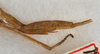 CollectionObject 1582349; 632a4225-9747-4e09-b46b-93d5a6b51e39: copyright USNM, Washington. female: end of abdomen, lateral view (paralectotype). (CollectionObject).