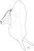 Cixidia (Epiptera) mersinica (Dlabola, 1987): (Otu).