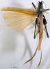 CollectionObject 1577006; cf2652dd-b146-4e44-85cb-76be82f54fb2: female, dorsal view (syntype). (CollectionObject).