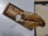 CollectionObject 1553106; 291e40d0-9f79-4d77-a16f-80c8690aa536: copyright NTUC. Phyllodromia punctulata (syntype). (CollectionObject).