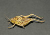 Alcamenes clarazianus Pictet & Saussure, 1887: female. (Otu).