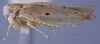 Habitus, lateral view: (Observation).;Habitus, lateral view: (Observation).