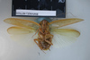 CollectionObject 1552790; NHMUK(SF IMPORT DUPLICATE) BMNH(E) 877039, 6305210b-da20-4695-97b5-c7221ae70bf9: Copyright NHM, London. Holotype female of Epilampra alligata, ventral view. (CollectionObject).