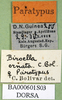 CollectionObject 1589649; 4b8df5a9-b521-4ff1-9202-7b1f42bccbc1: labels (paratype). (CollectionObject).