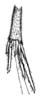 Fig. 11. dorsoventral spurs on right hind tibia. Depicts Neonemobius cubensis (Saussure, 1874), an Otu.