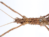 CollectionObject 1558791; 65716cc0-ae0c-4467-87da-86588846a8ea: copyright ZMUH, Hamburg. female: head & thorax, dorsal view of synonym Galactea titschacki (paratype). (CollectionObject).