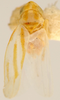 Habitus, dorsal view on Erythridula minuta (Johnson, 1935): Habitus (holotype, OSU collection). (Observation).
