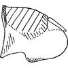 Pygofer, lateral view on Arboridia (Arboridia) tertina Dworakowska & Viraktamath, 1978: Pygofer, lateral view. (Observation).