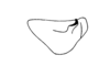 Lysacris festae (Giglio-Tos, 1898): Fig. 6. male cercus, lateral view, inner face. (Otu).