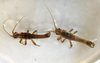 CollectionObject 1562865; b3aaad37-5dcb-4b7e-9826-da6f0c463840: copyright LEMQ, Lyman. 2 male (paratypes). (CollectionObject).;CollectionObject 1562866; 46a6ec65-ec25-4d7e-896b-451d1703ffcb: copyright LEMQ, Lyman. 2 male (paratypes). (CollectionObject).