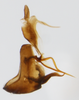 Pygofer, lateral view: !! display not done !! on Stenocranus (Codex) lautus Van Duzee, 1897: (Observation).