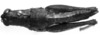 CollectionObject 1521515; 418f1646-2ade-4602-be99-cc36d687f371: Image Carbonell, C.S. male, dorsal view (lectotype). (CollectionObject).;CollectionObject 1566474; 352e7d2b-87cb-40d4-b000-8f796dfa210a: Image Carbonell, C.S. female, dorsal view (lectoallotype). (CollectionObject).