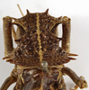 CollectionObject 1529682; c91a7663-b2a2-4fb0-9115-83dd7704a21e: female pronotum, dorsal view (holotype). (CollectionObject).
