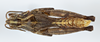 CollectionObject 1527229; 8399bfff-e888-47f9-9ae1-8ca5b06d044c: male, dorsal view (holotype). (CollectionObject).