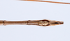 CollectionObject 1559066; 4416745c-266d-40cf-a6f4-f0b409ae828e: copyright ZMUH, Hamburg. male: end of abdomen, ventral view of Lonchodes longiceps (holotype). (CollectionObject).