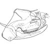 Pygofer, lateral view on Eterna Dworakowska, 2011: Pygofer (E. bifida). (Observation).