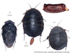 Polyphaga aegyptiaca (Linnaeus, 1758): Copyright Josef Dvorák. Polyphaga aegyptiaca. (Otu).