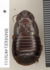 Ancaudellia noonadan Roth, 1982: Copyright Natural History Museum, London. Paratype (adult female) in BM(NH). Dorsal view. (Otu).