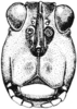 Tetrix ornata ornata (Say, 1824): Fig. 56. male, head, facial view. (Otu).