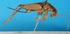 CollectionObject 1500983; 09dab9a1-d833-40e9-9b9a-b7b55ef9b065, DORSA BG00018S01: female, lateral view (holotype). (CollectionObject).