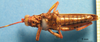 CollectionObject 1538313; ab5aa994-9514-442a-9b9a-fed1bcf69387: male, ventral view (holotype of Poecilocera ornata). (CollectionObject).
