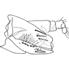 Pygofer, lateral view on Xerophytacolus tubuverpus Stiller, 2012: Pygofer, lateral view. (Observation).