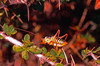 CollectionObject 1536657; 4aa0438b-cf15-4517-ac4c-39ab442d8034, CH6947: male, lateral view. (CollectionObject).
