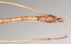 Staelonchodes sodalis (Kirby, 1896): copyright Natural History Museum, London. male: end of abdomen, ventral view of Dixippus sodalis (holotype). (Otu).