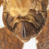 Terminalia, in situ on Dictyssa obliqua Ball, 1910: (Observation).