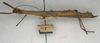 CollectionObject 1560212; NMW 578'', 3caf8ddd-5e35-4474-8b81-91709887a56a: copyright NMW, Vienna. female, lateral view of Promachus lobatipes (syntype). (CollectionObject).