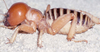 CollectionObject 2785616; 81f63e30-616f-4b7b-b927-b20a6356deae, CAS Entomology type 20190: (CollectionObject).