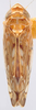 Habitus, dorsal view: Scaphoideus titanus, dorsally (INHS). (Observation).