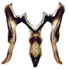 Connective: !! display not done !! on Allygidius Ribaut, 1948: Allygidius abbreviatus, connective, stylus, and aedeagus, ventrally (INHS). (Observation).