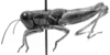 CollectionObject 1533427; 6932c50c-8720-4ae9-b9d3-6242e8a223ba, USNM 9752: Image Carbonell, C.S. male, lateral view (holotype). (CollectionObject).