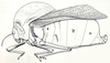 Bullacris intermedia (Péringuey, 1916): Fig. 11.1. male (body length 44-49 mm, pronotum 20-22 mm, tegmina 36-37 mm). (Otu).